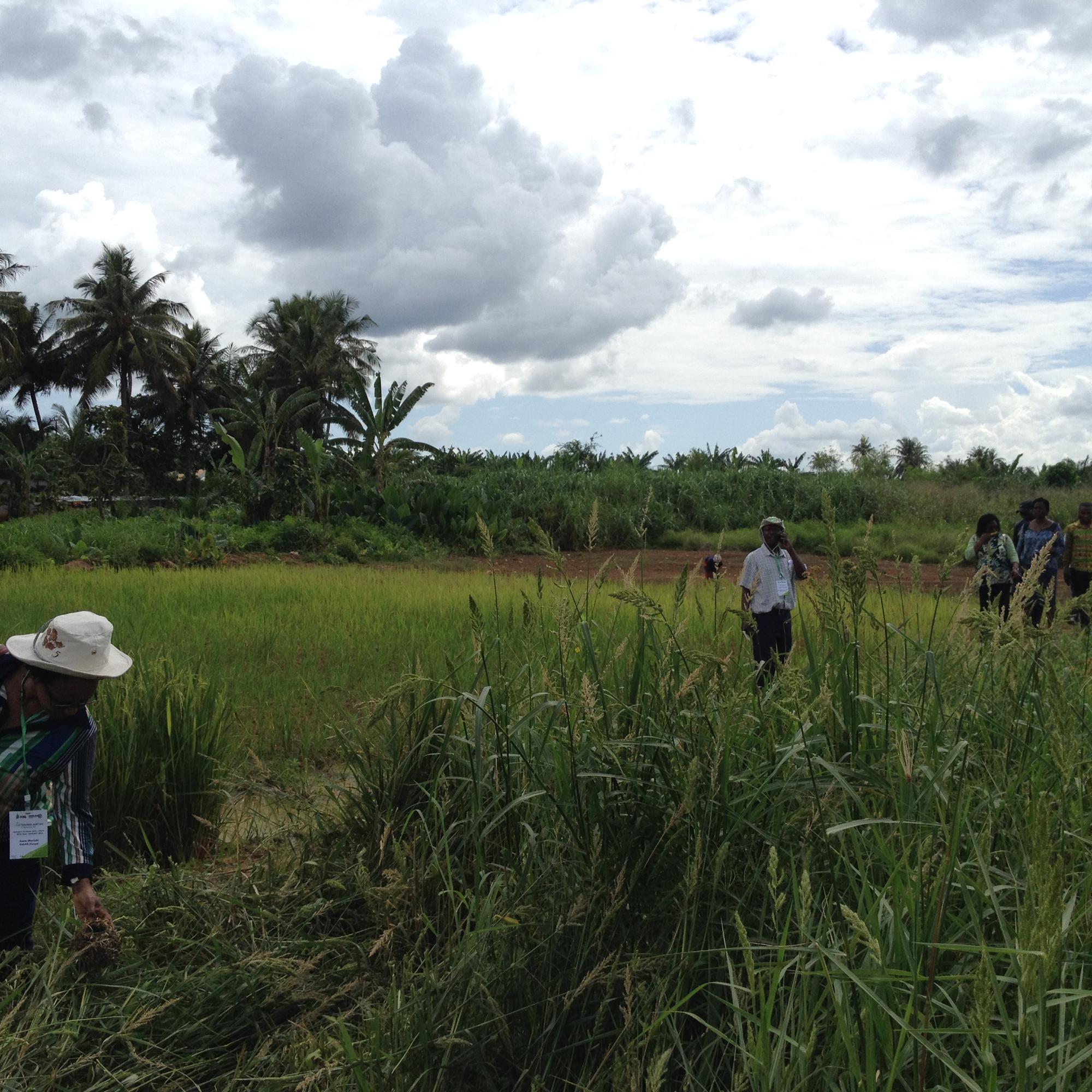 Field visit Ghana 2016