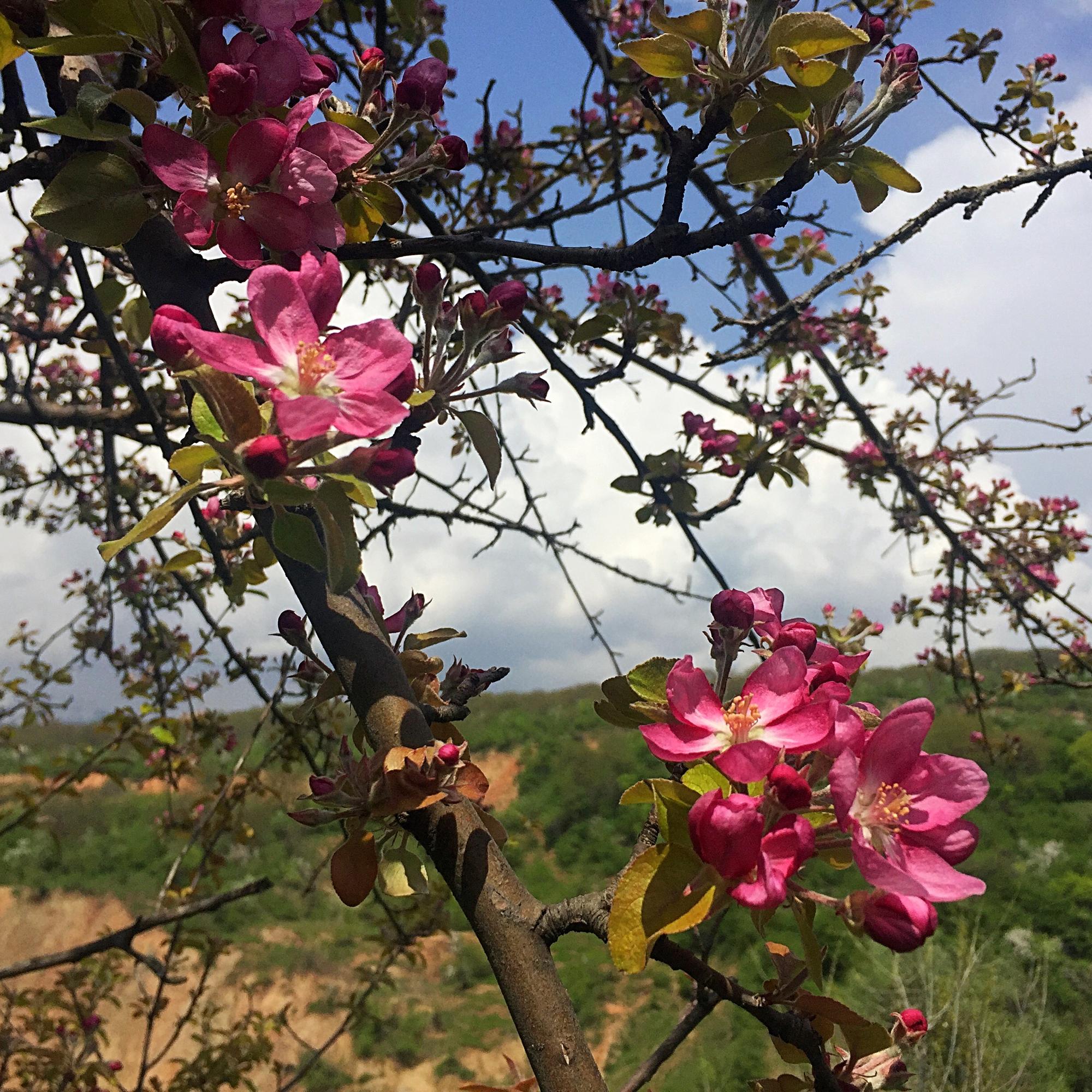 Flowering_Malus_niedzwetzkyana