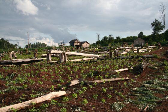 Cambodia land transformation