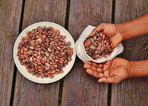 Cacao beans